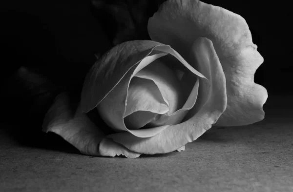 Uma Bela Singela Flor Chamada Rosa — Fotografia de Stock