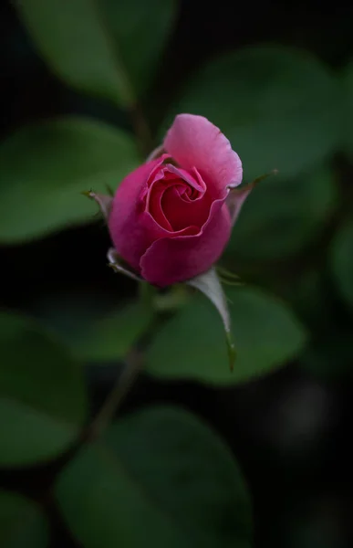 Uma Bela Singela Flor Chamada Rosa — 스톡 사진