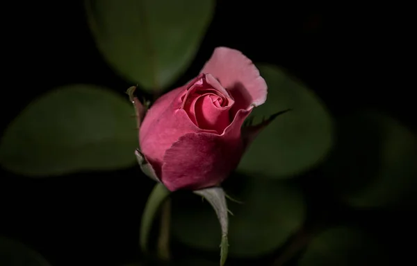Uma Bela Singela Flor Chamada Rosa — Foto Stock