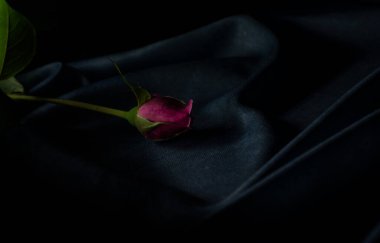 Gül adında güzel ve basit bir çiçek