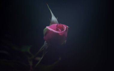 Gül adında güzel ve basit bir çiçek