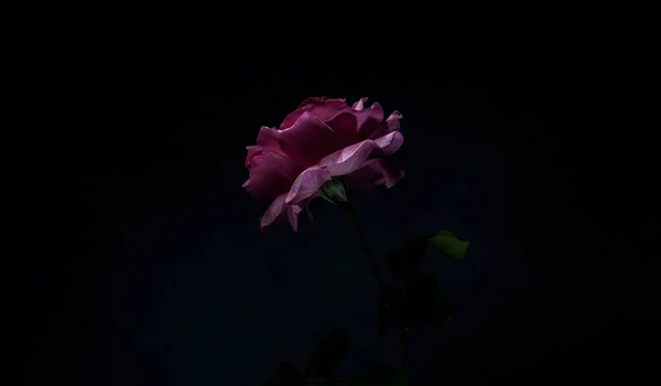 Une Belle Simple Fleur Appelée Rose — Photo