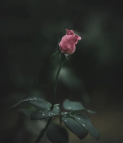 Eine Schöne Und Einfache Blume Namens Rose — Stockfoto