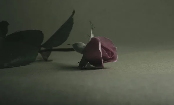 Krásná Jednoduchá Květina Zvaná Růže — Stock fotografie