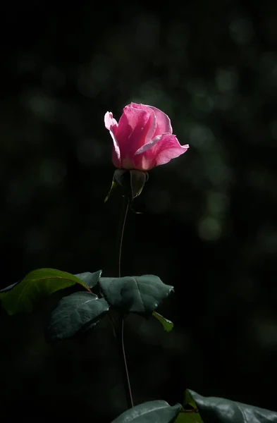 Ένα Όμορφο Και Απλό Λουλούδι Που Ονομάζεται Τριαντάφυλλο — Φωτογραφία Αρχείου