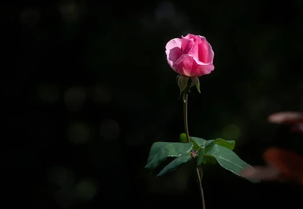 Een Mooie Eenvoudige Bloem Genaamd Roos — Stockfoto