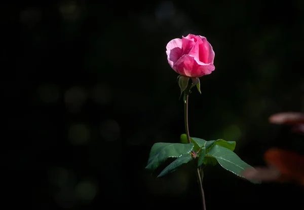 장미라고 불리는 아름답고 — 스톡 사진