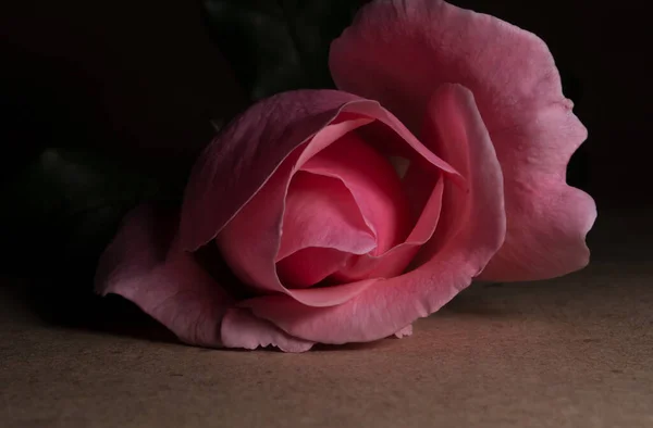 Une Belle Simple Fleur Appelée Rose — Photo