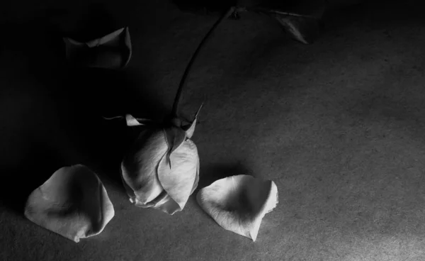 Une Belle Simple Fleur Appelée Rose — Photo