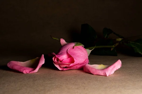 Красивый Простой Цветок Названием Роза — стоковое фото