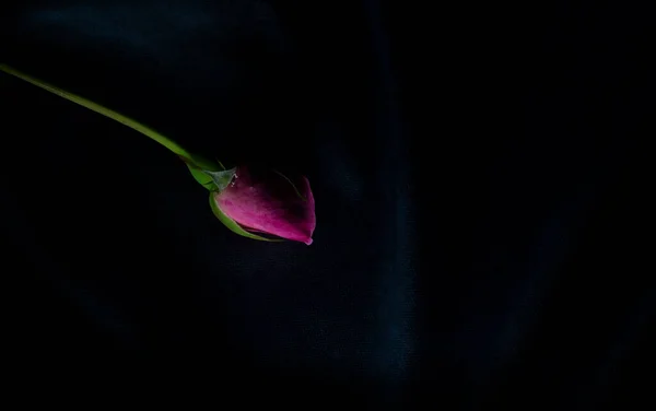 Ένα Όμορφο Και Απλό Λουλούδι Που Ονομάζεται Τριαντάφυλλο — Φωτογραφία Αρχείου