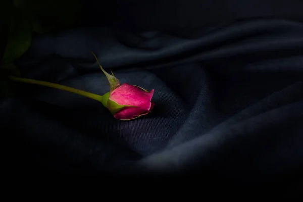 Een Mooie Eenvoudige Bloem Genaamd Roos — Stockfoto