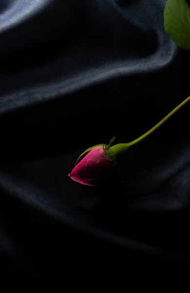 Una Flor Hermosa Simple Llamada Rosa —  Fotos de Stock