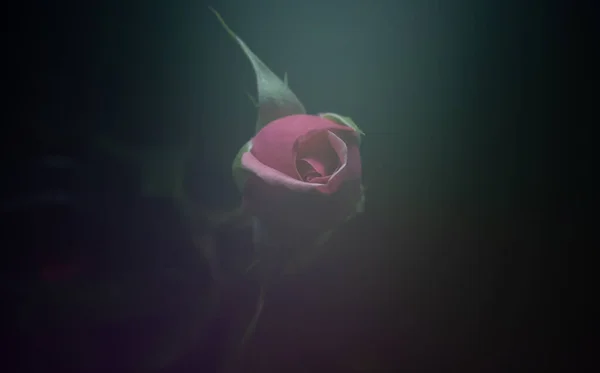 Красива Проста Квітка Під Назвою Троянда — стокове фото