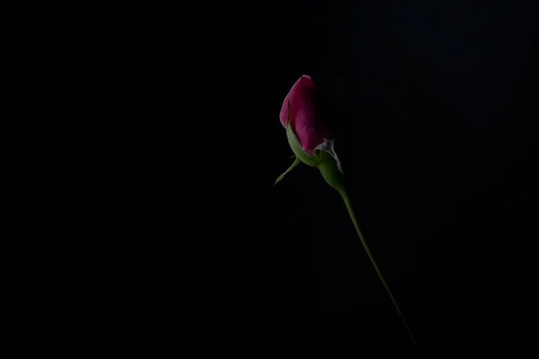 Krásná Jednoduchá Květina Zvaná Růže — Stock fotografie