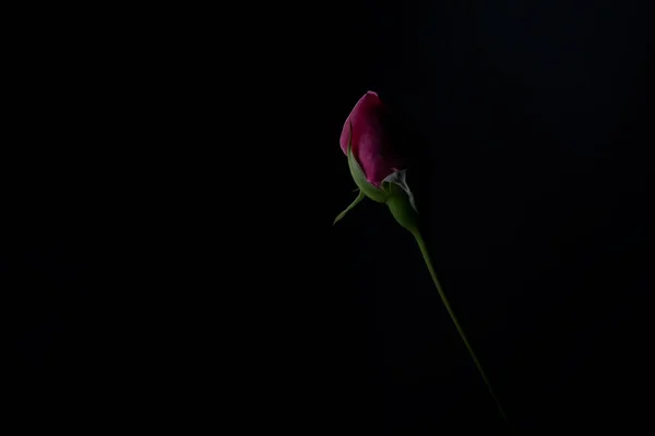 Uma Bela Simples Flor Chamada Rosa — Fotografia de Stock