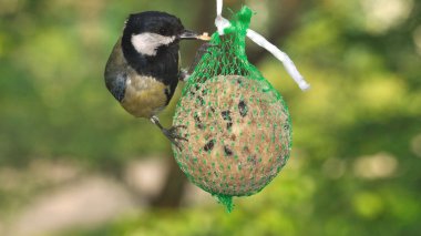 büyük baştankara (parus büyük)