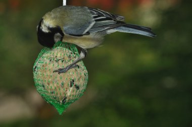 büyük baştankara (parus büyük)