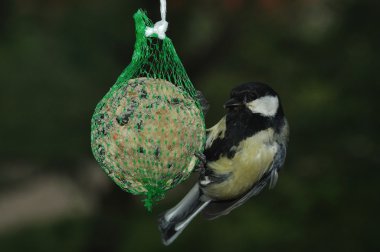 büyük baştankara (parus büyük)