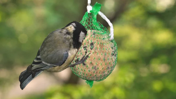 Széncinege (parus jelentős) — Stock Fotó