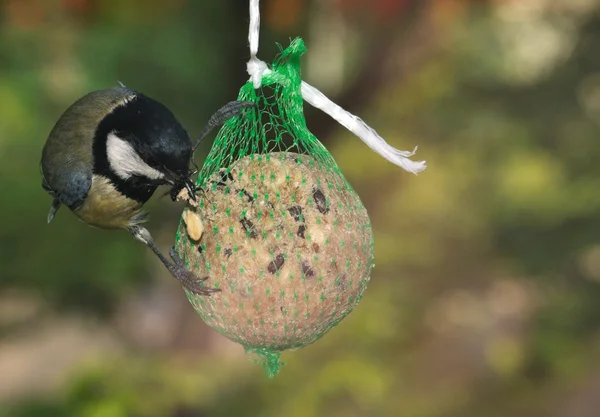 Koolmees (parus major) — Stockfoto