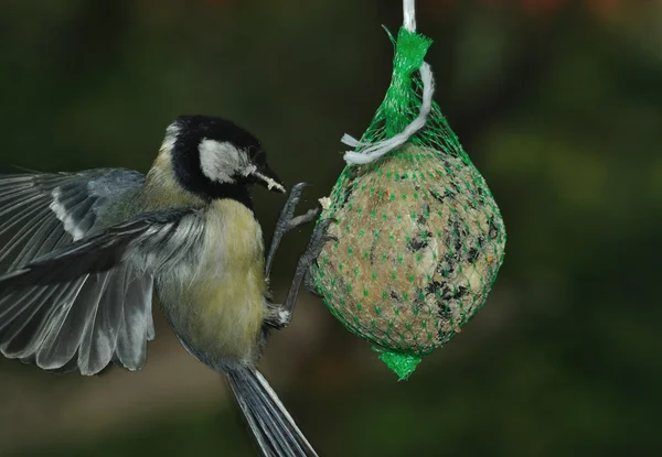 Koolmees (parus major) — Stockfoto