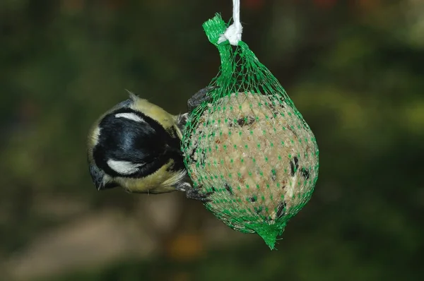 Széncinege (parus jelentős) — Stock Fotó