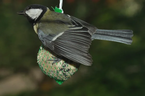 Széncinege (parus jelentős) — Stock Fotó