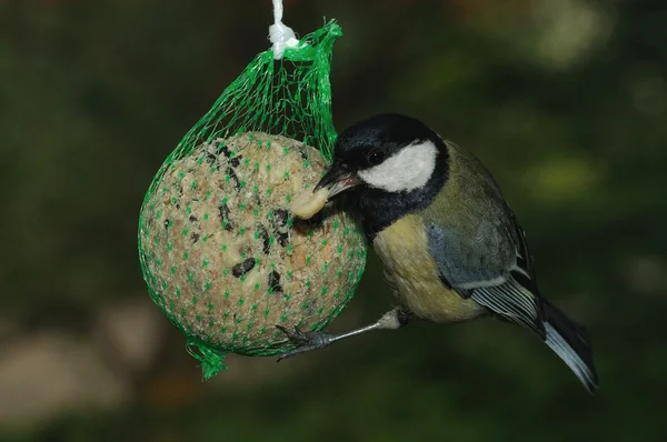 Széncinege (parus jelentős) — Stock Fotó