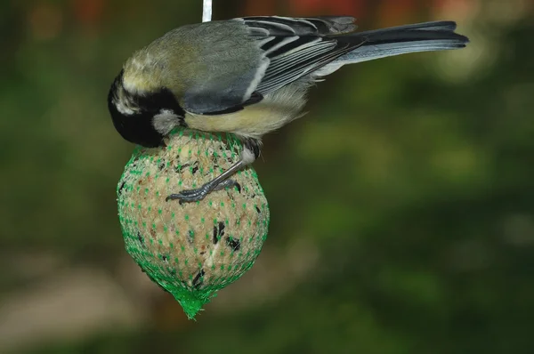 Koolmees (parus major) — Stockfoto