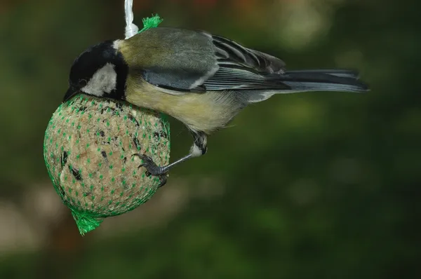 Büyük baştankara (parus büyük) — Stok fotoğraf