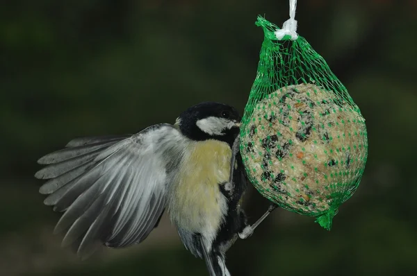 Made By Special Operations Pajaro Carpintero De Corona Roja Animado
