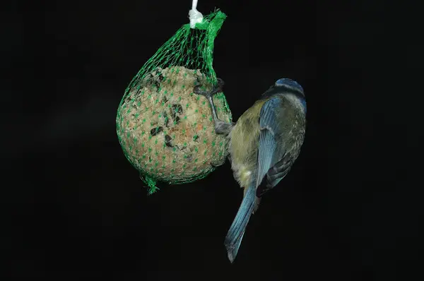 Teta azul euroasiática (Cyanistes caeruleus ) —  Fotos de Stock