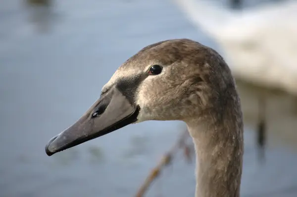 Labuť na vodě — Stock fotografie