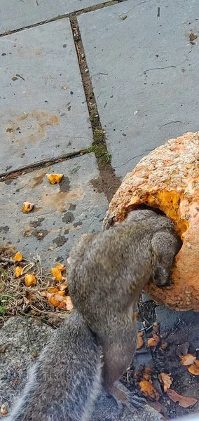 Σκίουρος Τρώει Μέσα Κολοκύθα — Φωτογραφία Αρχείου