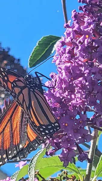 Monarch Kelebek kelebek Bush