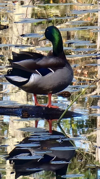 Reflexão Pato Mallard Lagoa — Fotografia de Stock