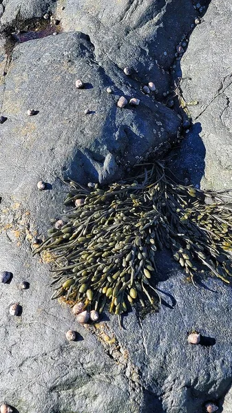 Algen Mit Perriwinkles Auf Felsen — Stockfoto