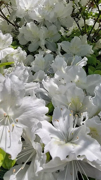 Beyaz Azalea Çiçekleri Açtı
