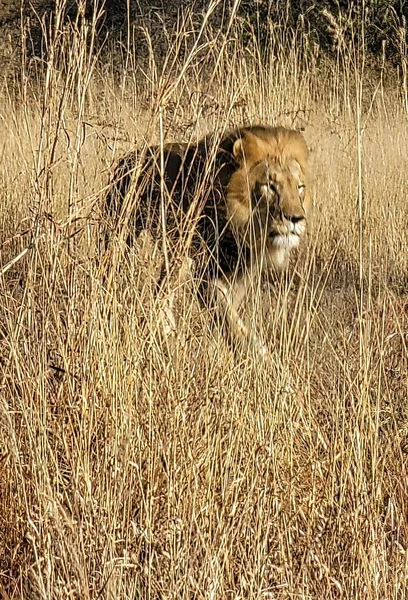 Male Lion Savannah Africa — Stock Photo, Image
