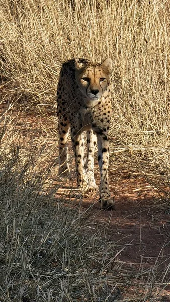 Een Cheeta Savanne Van Afrika — Stockfoto