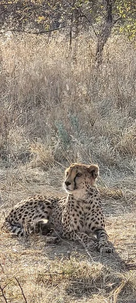 Een Close Shot Van Een Cheeta Met Een Wazige Achtergrond — Stockfoto