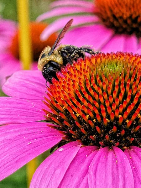 Closeup Bee Wing Vertical Coneflower — 图库照片