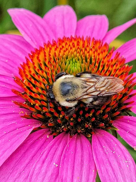 Bee Closeup Coneflower — 图库照片