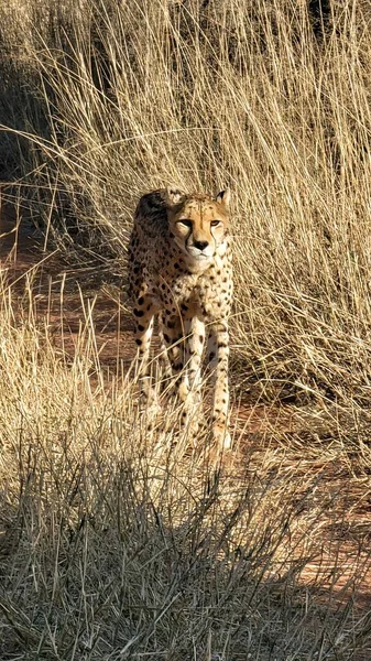 Stalking Cheetah Tall Grass — Stock Photo, Image