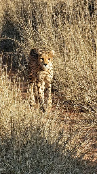 Cheetah Wandelen Richting Van Camera Hoog Gras — Stockfoto