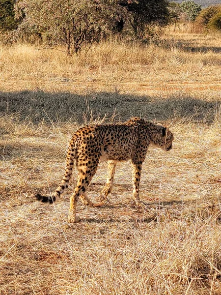 Cheetah Wandelen Gras — Stockfoto