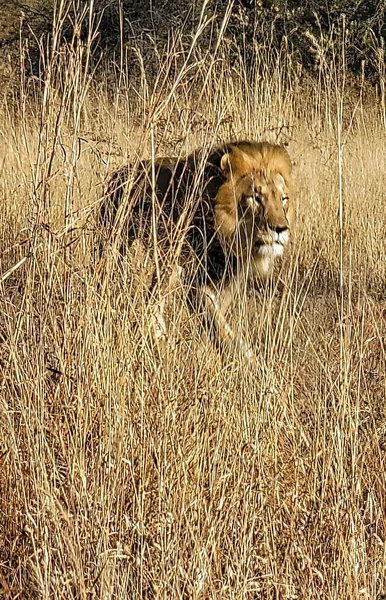 Male Lion Tall Grass — Stock Photo, Image