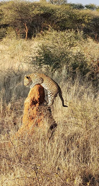 Leopard Cub Climbing Termite Mound — Stock Photo, Image