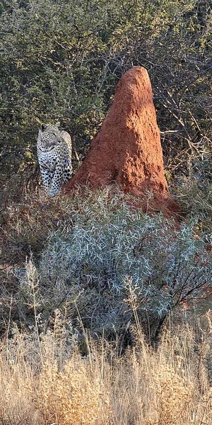 Leopard Approaching Termite Mound Namibia — Stockfoto